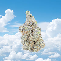 Frequent Flyer Flower
