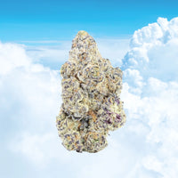 Frequent Flyer Flower