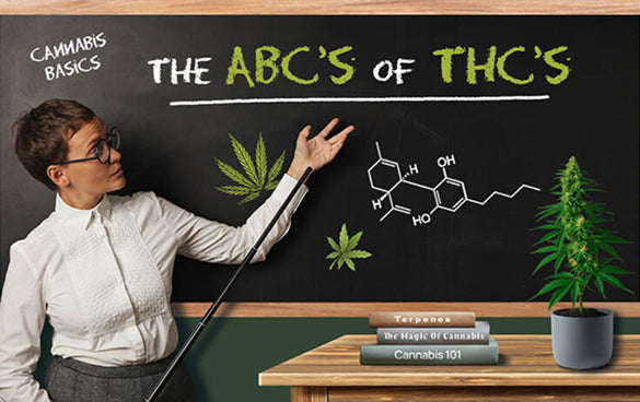 Cannabis education illustration explaining the basics of THC