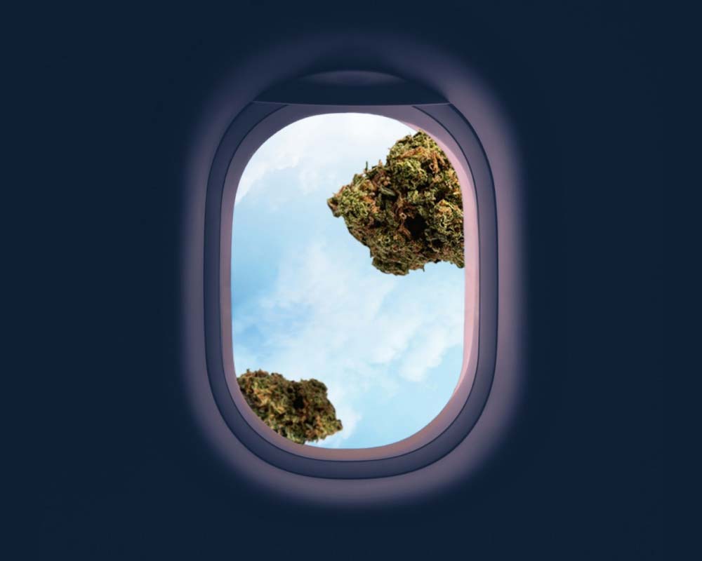 A flight window showcasing a vibrant marijuana plant