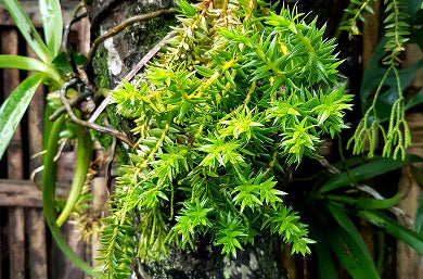 Huperzia Serrata Extract