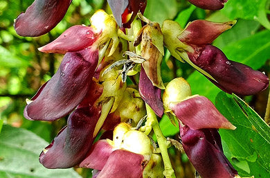 Mucuna Pruriens Extract