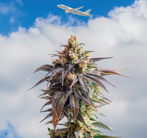 A sativa plant with an airplane overhead